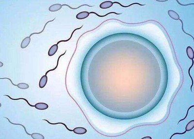试管助孕的精子跟卵子是如何受精结合的