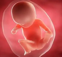 男性不育·精子畸形做试管婴儿会胜利吗