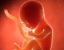 珠海试管婴儿胚胎移植后怎么调整心态呢