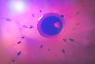 卵巢功用衰退还有卵泡做中山试管婴儿能成功怀孕吗