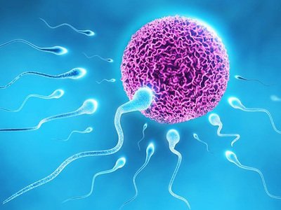 试管胚胎移植后等待着床的14天内该做些什么